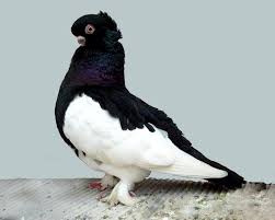 Black And White Pigeon Name Black And White Bird 1300 1390 Black And White Bird Wallpapers 39 Wallpapers Adorable Wallpapers Pigeon Breeds Tumbler Pigeons Pigeon Pictures