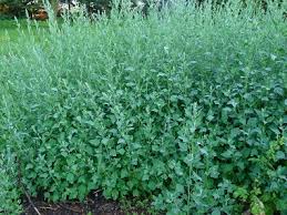 Image result for Chenopodium olukondae