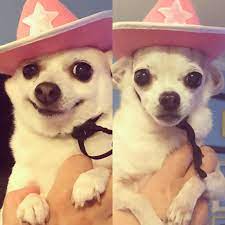 They Also Make Cowboy Hats For Dogs Chihuahua Cowboy Hats Dog Hat Chihuahua Puppies