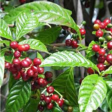 Image result for Coffea