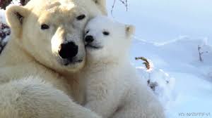 Maybe you would like to learn more about one of these? Polar Bear Gifs Page 6 Wifflegif