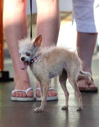 Browse the user profile and get inspired. Pin On Dawgies