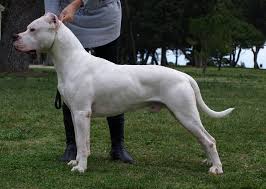 Join millions of people using oodle to find puppies for adoption, dog and puppy listings, and other pets adoption. Dogo Argentino Price Cost Range Dogo Argentino Puppies For Sale Price