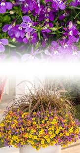 Are you planting several succulents in your garden but not sure what goes with them? 42 Purple Plants Ideas In 2021 Purple Plants Plants Flower Garden