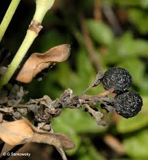 Image result for Pavetta gracillima