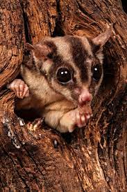 Sugar Glider The Sugar Glider Is A Small Flying Squirrel With A Taste For Honey This Female Was Tempted Out Sugar Glider Sugar Glider Pet Sugar Glider Baby