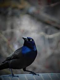 Blue Bird With Spiky Hair Sign In Grackle Bird Male Bird