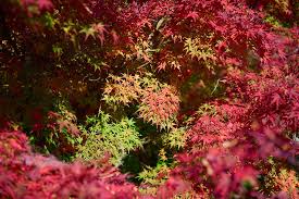 380 x 438 jpeg 80 кб. 11 Special Trees For Your Alabama Landscape Plant Something Alabama