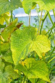 Image result for spider mites on cucumbers