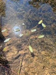 Image result for Ottelia kunenensis