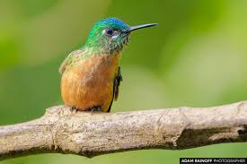 Image result for Landolphia cuneifolia