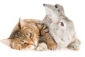 Check spelling or type a new query. 980 Gambar Ilustrasi Hewan Kucing Dan Ceritanya Gratis Terbaik Gambar Hewan