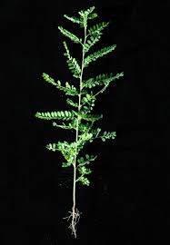 Image result for Phyllanthus ovalifolius