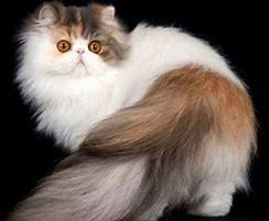 12 gambar hewan berbadan gemuk karena obesitas lucu atau. Gambar Kucing Parsi Yang Comel Dan Gebu