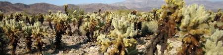 Joshua tree is such an interesting place. Cholla Cactus Garden Joshua Tree Hikespeak Com