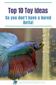 Top 10 Ideas For Betta Fish Toys Don T Have A Bored Betta Betta Fish Toys Betta Fish Tank Betta Fish