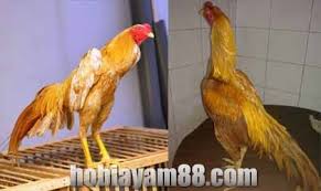 Ayam Wangkas Emas Ayam Emas