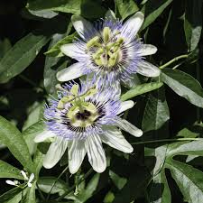 Image result for Passiflora caerulea