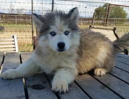 Alaskan Husky Puppy Blue Eyes For Sale In San Diego California Classified Americanlisted Com
