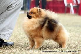 Black And Brown Pomeranian Price In India Pomtherapist Paradise Kiss Pomeranian Rohilkhand Dog Show Rohilkhand Dog Show Dog Show Dogs Dog Images