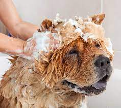 Bugs On Pets Remove Ticks And Fleas From Dogs And Cats Raid
