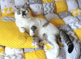 Turns out, fido really does get jealous. Do Cats Get Jealous And What To Do About It When They Do Thecatsite Cat Problems Cats Cat Behavior Problems