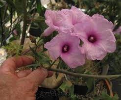 Image result for Ipomoea mauritiana