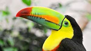Beautiful birds wallpaper download for pc. Toucan Beautiful Bird Wallpaper Hd For Mobile Phone And Pc 3840x2160 Wallpapers13 Com