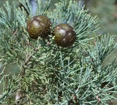 Image result for Cissus glaucophylla