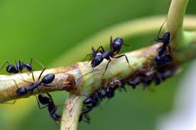 A few methods work well to eradicate most infestations, but the question is do you really. How To Get Rid Of Ants In House Yard Top 7 Tips The Pest Rangers