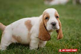 Pin On My Puppies