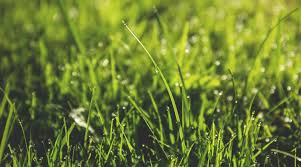 Garden Maintenance Kingsford | Lawn Mowing Kingsford
