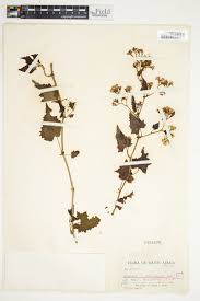 Image result for Senecio deltoideus