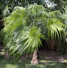 Image result for Coccothrinax