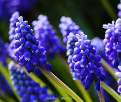 Maybe you would like to learn more about one of these? 50 Types Of Blue Flowers With Names Meaning And Pictures
