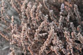 The winter hardiness of yellow salvia (s. Ziersalbei Winterharte Sorten Und Uberwinterungstipps