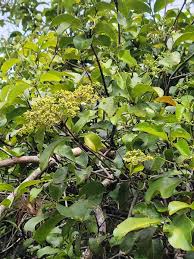 Image result for Hippocratea