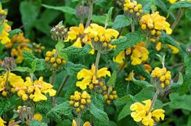 Image result for Phlomis fruticosa