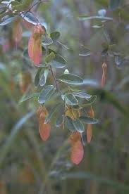 Image result for Securidaca longepedunculata