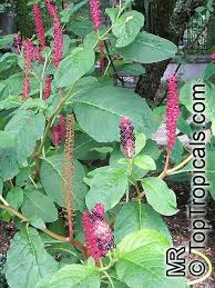Image result for Phytolacca