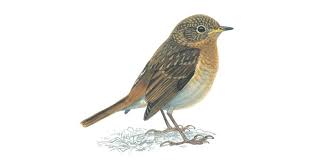 Robin is the alias of several fictional superheroes appearing in american comic books published by dc comics. Robin Red Breast Bird Facts Erithacus Rubecula The Rspb