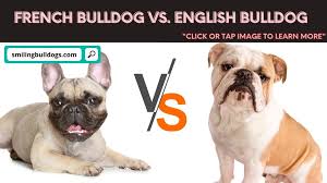 Our scary french bulldog swimming moment. French Bulldog Vs English Bulldog What S The Difference Smiling Bulldogs