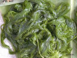 In this video i have explained hoe to draw a spirogyra. Jircas Spirogyra Sp Local Vegetables Of Thailand Color Illustrated