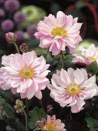 Maybe you would like to learn more about one of these? 58 Oaktree Cottage Ideas Plants Perennials Garden Plants