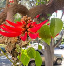 Image result for Erythrina sp. 1
