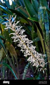 Image result for Sansevieria hyacinthoides