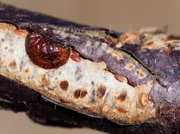 Image result for puklice švestková obrázek