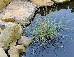 Image result for Cyperus spiralis