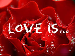 Flowers are one of the most beautiful creations of nature. 50 Beautiful Red Rose Images To Download