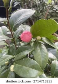 Image result for Theaceae